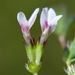 Trifolium variegatum geminiflorum - Photo (c) David Greenberger, algunos derechos reservados (CC BY-NC-ND), subido por David Greenberger