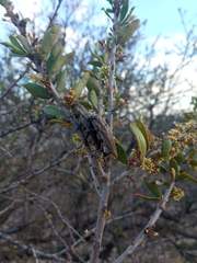 Ectinogonia buquetii