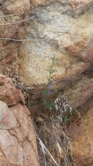 Sairocarpus