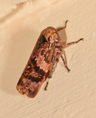 Eurymeloides adspersa