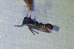 Heteronotus trinodosus