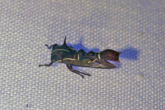 Heteronotus trinodosus