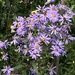 Smooth Blue Aster - Photo (c) DW, some rights reserved (CC BY-NC), uploaded by DW