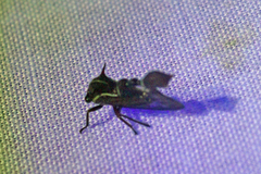 Heteronotus trinodosus