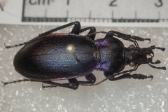Carabus violaceus picenus