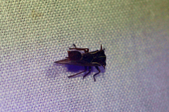 Heteronotus trinodosus