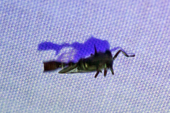 Heteronotus trinodosus