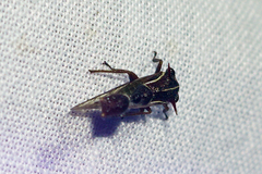 Heteronotus trinodosus