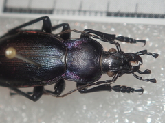 Carabus violaceus picenus