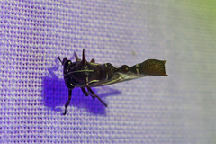 Heteronotus trinodosus