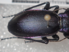 Carabus violaceus picenus