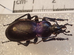 Carabus violaceus picenus