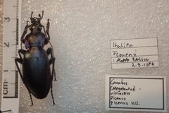Carabus violaceus picenus