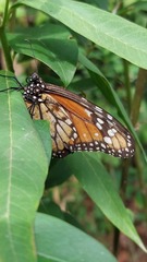Danaus erippus