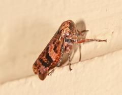 Eurymeloides adspersa