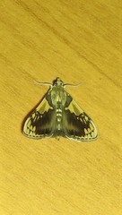 Rehimena cissophora