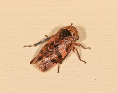 Eurymeloides adspersa
