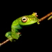Teresopolis Tree Frog - Photo (c) Philipe Zan, some rights reserved (CC BY-SA)