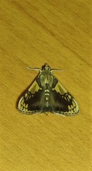 Rehimena cissophora