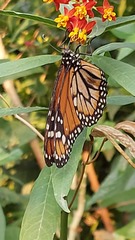 Danaus erippus