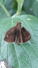Moncini