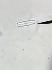 Sellaphora