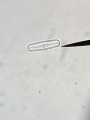 Sellaphora