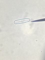 Sellaphora