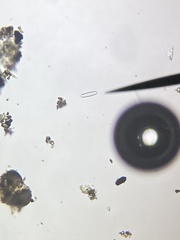 Sellaphora