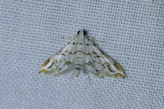 Oxyelophila harpalis