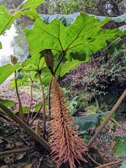 Gunnera insignis