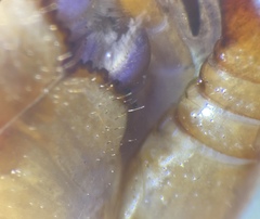 Lithobius peregrinus