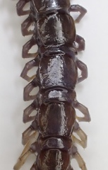 Lithobius peregrinus