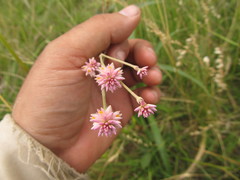 Pfaffia tuberosa