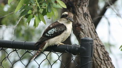 Dacelo novaeguineae novaeguineae