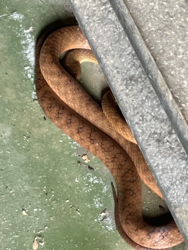 Brown Tree Snake sighting