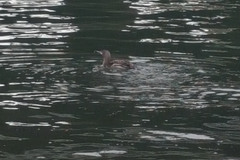 Gavia stellata