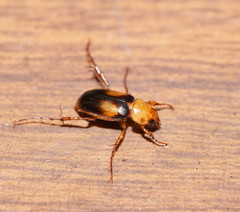 Phyllotocus bimaculatus