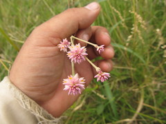 Pfaffia tuberosa