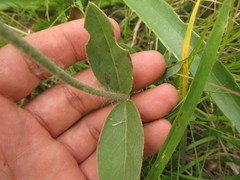 Pfaffia tuberosa