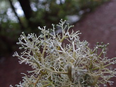 Sphaerophorus venerabilis