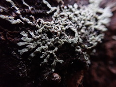 Parmeliopsis hyperopta