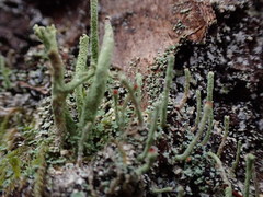 Cladonia transcendens