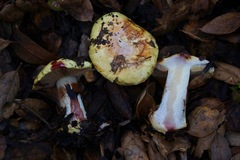 Cortinarius adonis