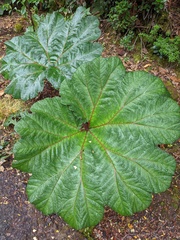 Gunnera insignis