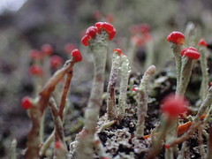 Cladonia transcendens