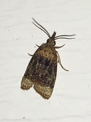 Platynota flavedana
