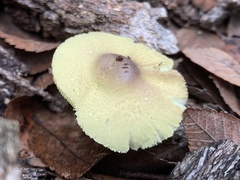 Leucoagaricus viridiflavoides