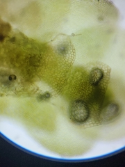 Calypogeia integristipula