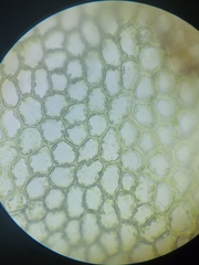 Calypogeia integristipula